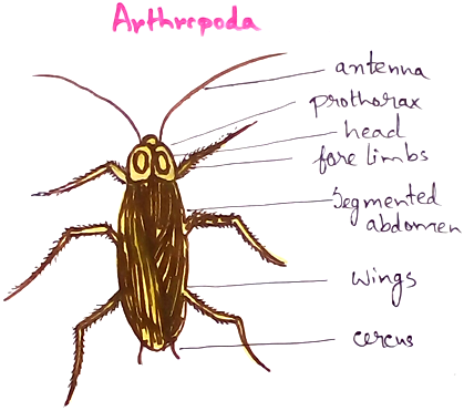 Arthropod