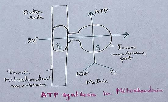 The major component that produced during the photosynthesis is Glucose which is further metabolised by the different metabolic pathways like glycolysis, Krebs cycle, TCA cycle and produces energy which is then utilise by the organism for their different physiological