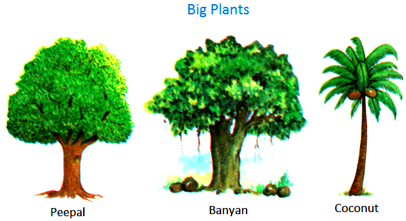 Big Plants, Peepal tree, banyan tree, coconut tree