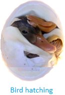 Bird Hatching