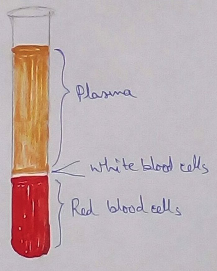 Blood Plasma