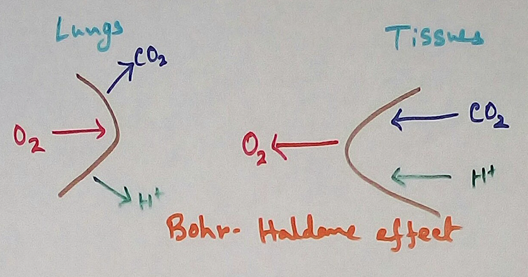 Bohr - Haldane Effect 