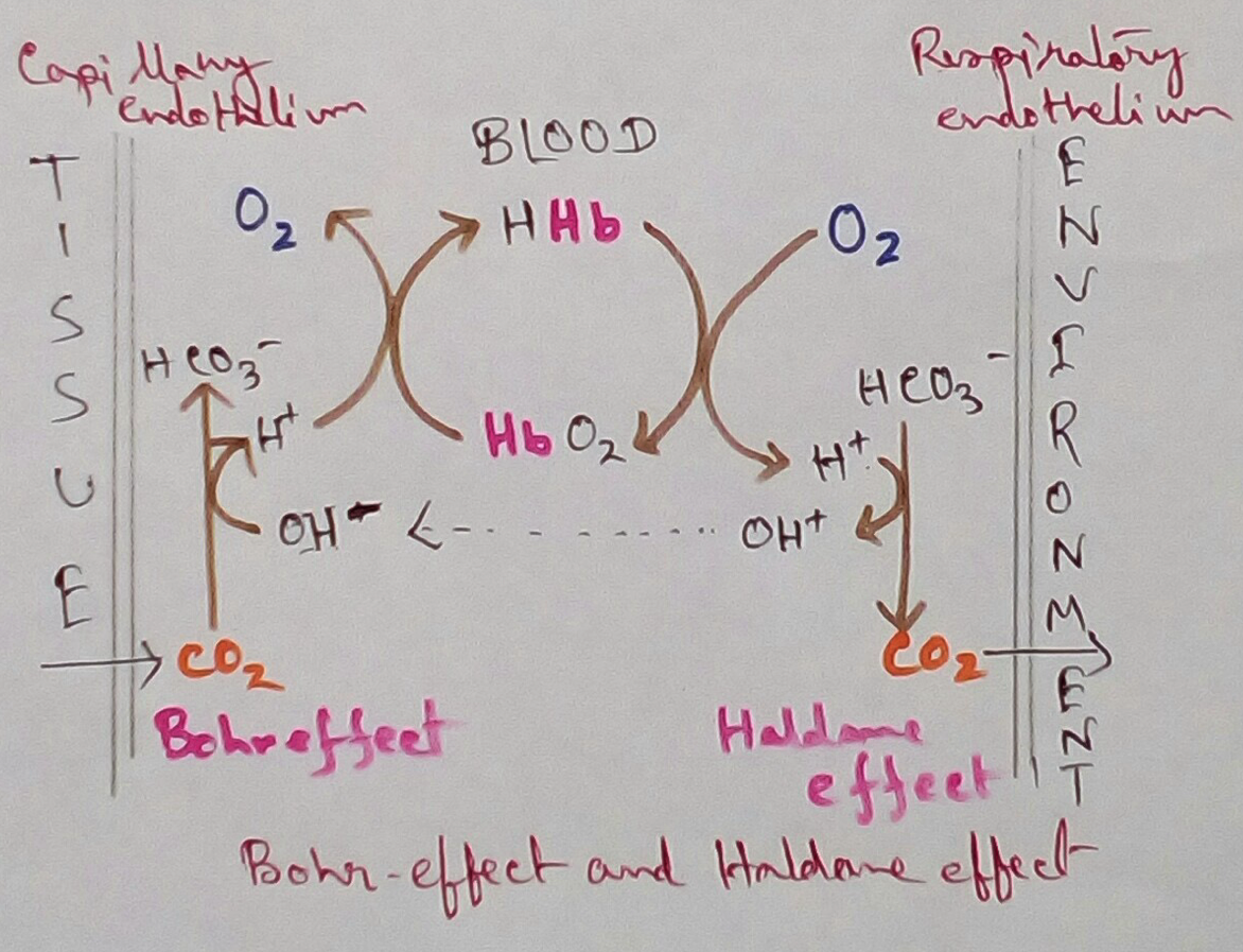 Bohr Effect and Haldane Effect