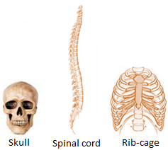 Bone Structures