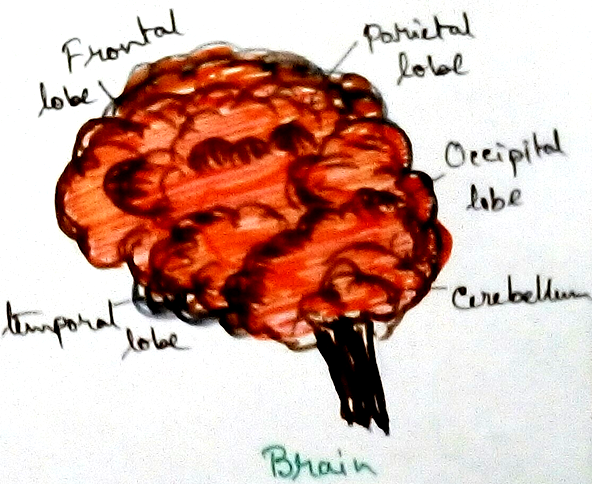 Brain