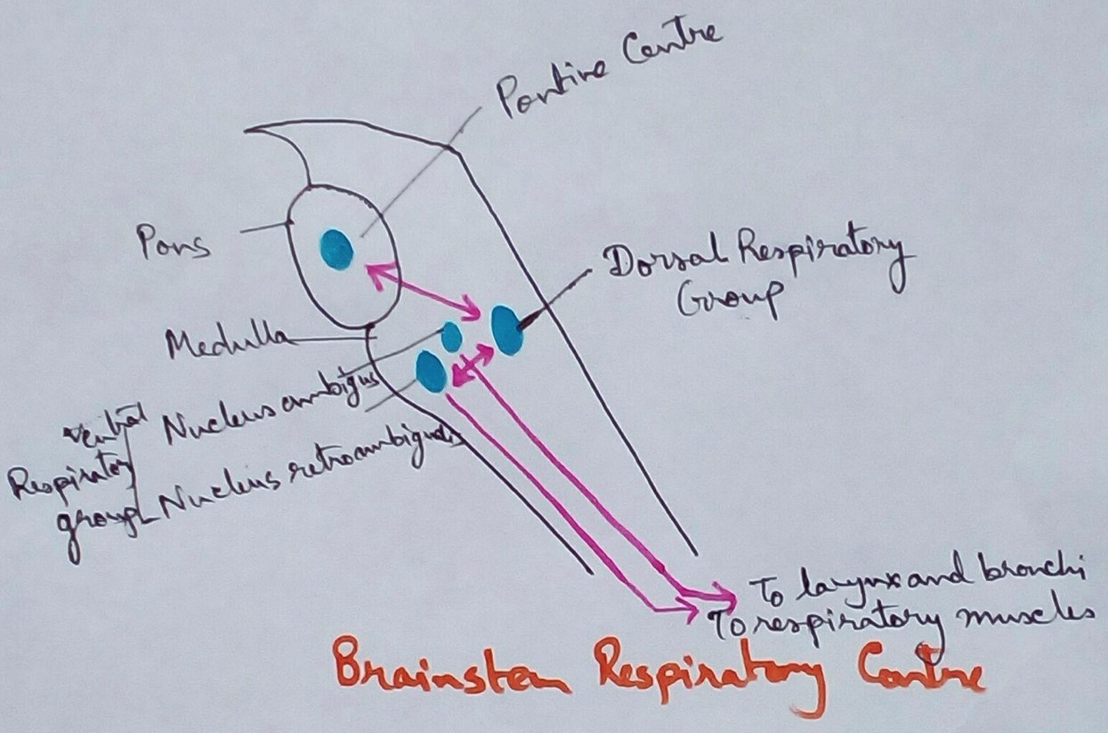 Brainstem Respiratory Centers