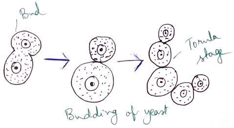 Budding of Yeast