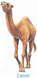 Camel