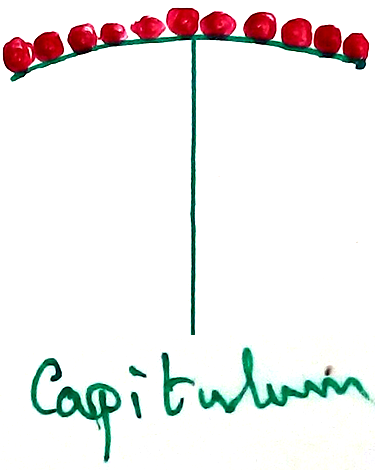 Capitulum