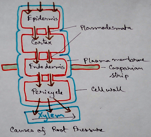 Causes of Root Pressure