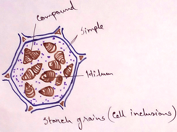 Cell Inclusions