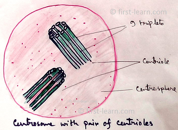 Definition of Centrosome - Centrosomeis a more or less spherical mass of dense cytoplasm situated close to the nucleus and contains a pair of cylindrical bodies which are concerned with spindle formation during cell division. In 1888 Boveri first discovered these organelles