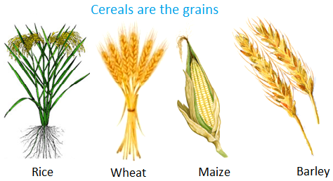 Cereals are the Grains