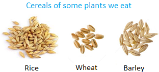 Cereals of some Plants we Eat