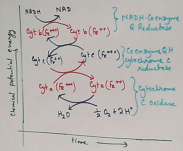 Chemical Potential Energy