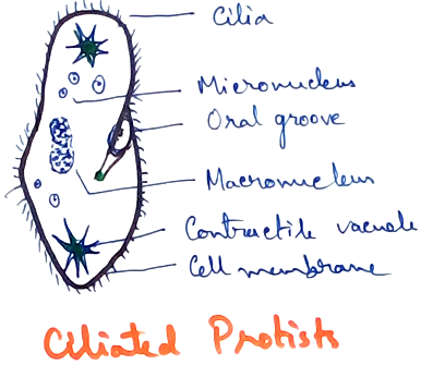 Ciliated Protists