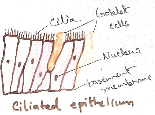 Cilliated Epithelial Tissue