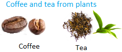 Coffee and Tea from Plants