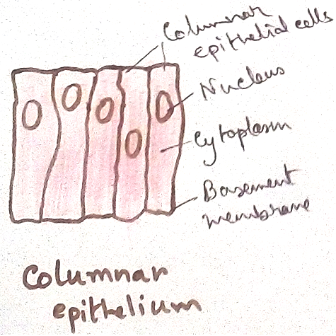 Columnar Epithelial Tissues