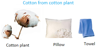 Cotton from Cotton Plant