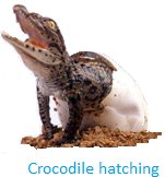 Crocodile Hatching