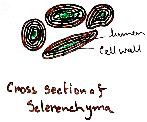 Cross Section of Sclerenchyma