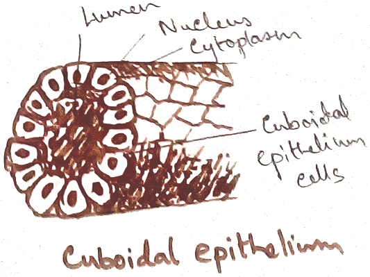 Cuboidal Epithelial Tissue