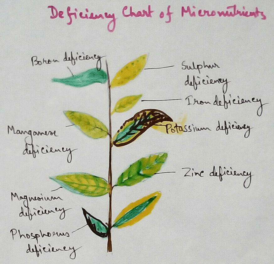 Deficiency in plants can be caused due to following deficiency of the elements-  Nitrogen- As nitrogen is the major constituent of amino acids, proteins, hormones, enzymes, coenzymes, chlorophyll, vitamin, cytochromes etc thus chlorosis appear first in older leaves and 