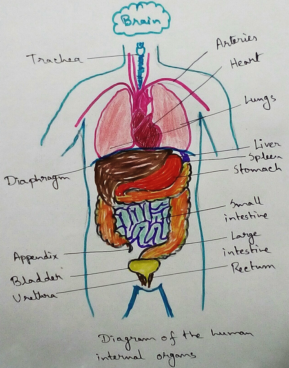 Diagram of the Human Internal Organs