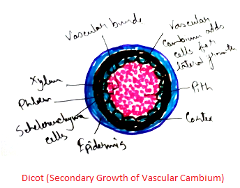 Dicot - Secondary Growth of Vascular Cambium