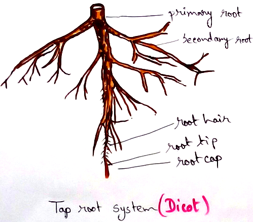 Dicot Tap Root System
