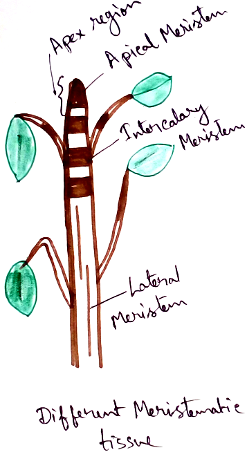 Different Meristematic Tissue