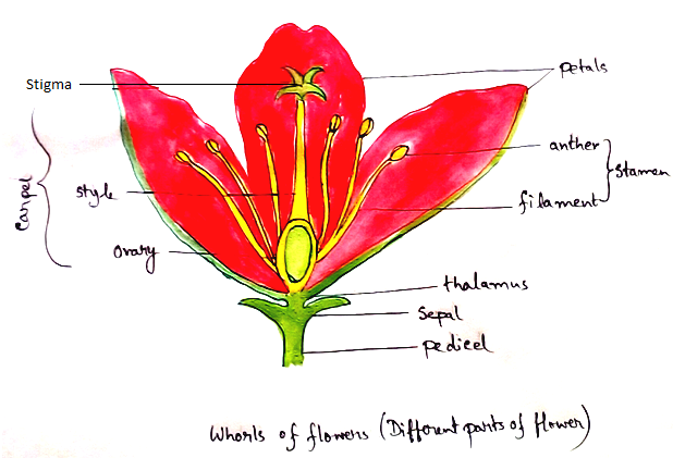 Different Parts of Flower