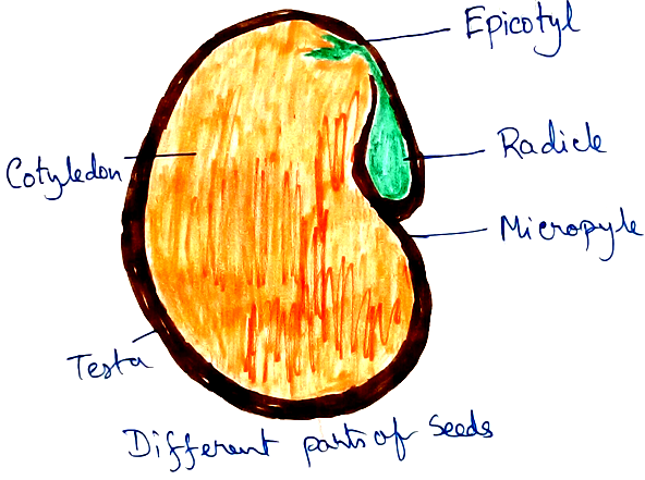 Different Parts of Seeds