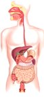 Digestive System