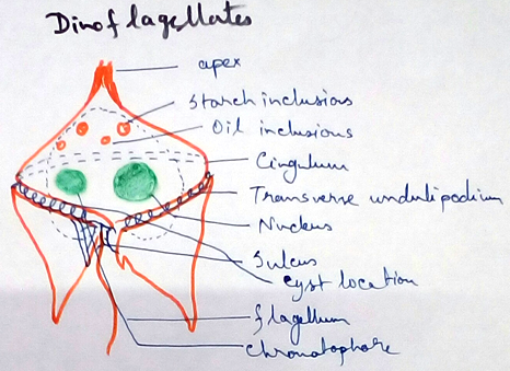 Dinoflagellates