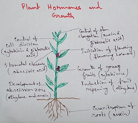 Discovery of Plant Growth Regulators