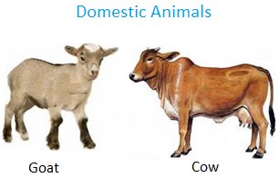 Animals Around Us Pet Domestic Wild Milch Mammals Animals Around Us Pet Domestic Wild Milch Mammals