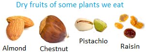 Dry Fruits of some Plants we Eat