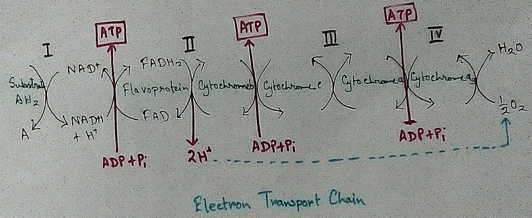 It is also called ETC. Electron transfer means the process where one electron relocates from one atom to the other atom. Definition of electron transport chain - The biological process where a chains of redox reaction take place as electrons are transferred from the