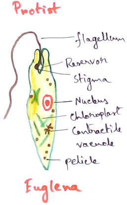 Euglena