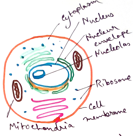 Eukaryotic Cell