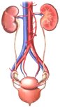 Excretory System