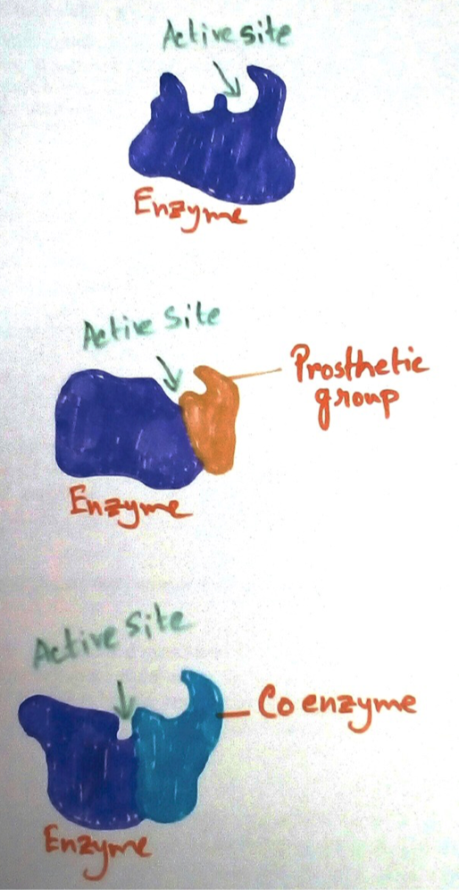 Co factors are organic compound, metallic ions, metallic ion clusters that bind with enzymes and influence the enzyme activity. When the co factor is tightly bound to the enzyme ,this is called prosthetic group. If it is loosely bound it is called co factor.