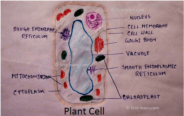 Explanation of Eukaryotic Cell