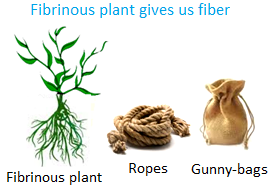 Fibrinous Plant gives us Fiber