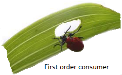 First Order Consumers