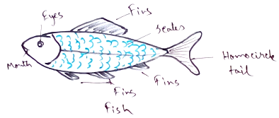 Fish