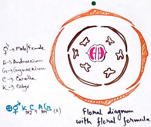 Floral Diagram with Floral Formula