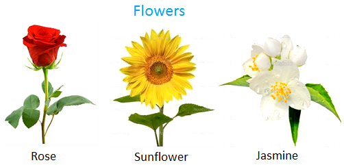 Some of the good smelling flowers are rose, jasmine, lotus, sunflower, apple flower.